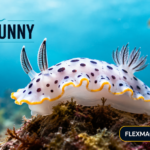 Sea Bunny